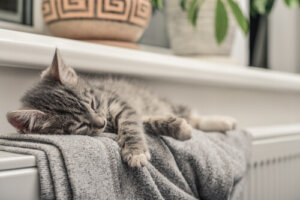 ¿Los gatos perciben las energías de las personas?