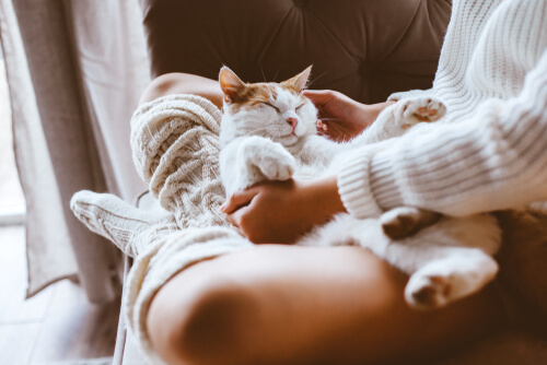 Gatos perciben las energías de los seres humanos