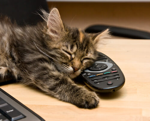 Gatos perciben los dolores