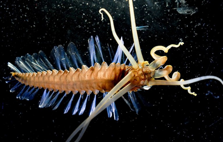 El gusano calamar que vive en las profundidades