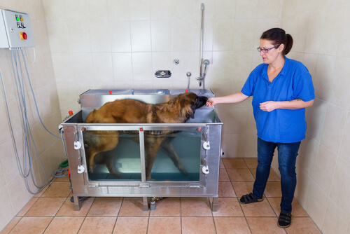 Beneficios de la hidroterapia para perros