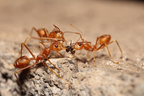 La eusociedad y reproducción de las hormigas