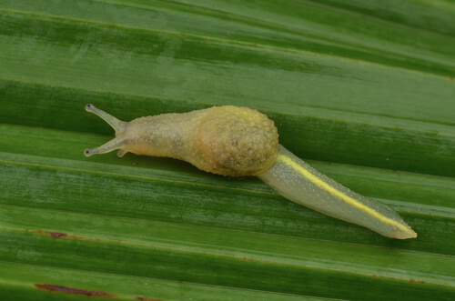 Ibycus rachelae
