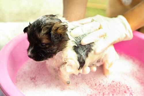 Jabón para perros