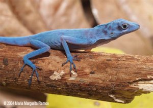 Lagarto azul del Gorgona