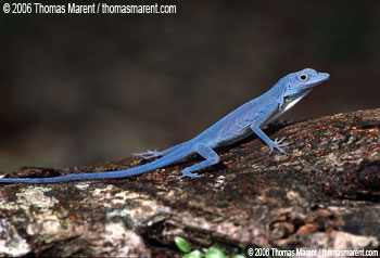 Lagarto azul