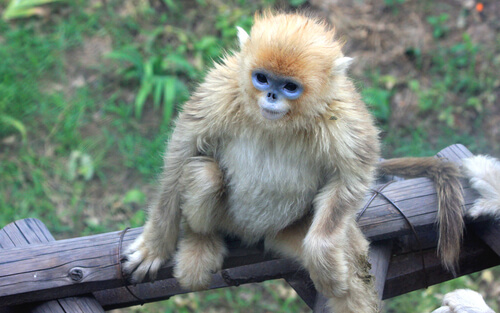 Langur chato dorado (Rhinopithecus roxellana)