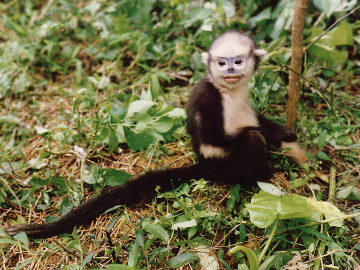 Langur de Tonkin (Rhinopithecus avunculus)