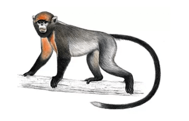 Langur gris de nariz chata (Rhinopithecus brelichi)