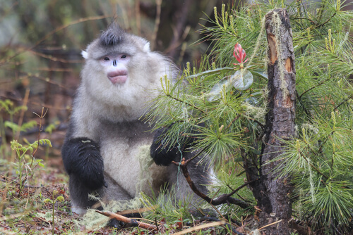 Langur negro de nariz chata (Rhinopithecus bieti)