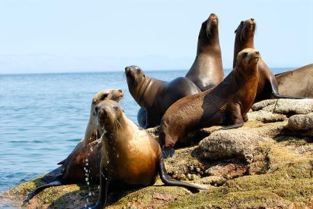 Leones marinos sobre una roca, en tierra.