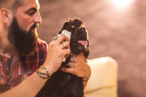 Cómo limpiar los ojos del perro