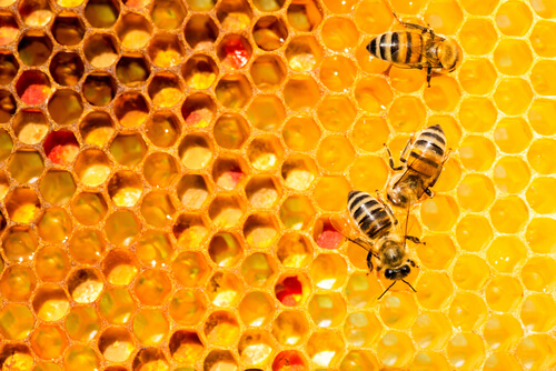 Abejas trabajando en el panal.