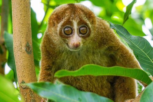 Parte superior del cuerpo de un loris lento entre las ramas de un árbol