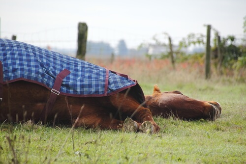 ¿Los caballos duermen de pie o tumbados?