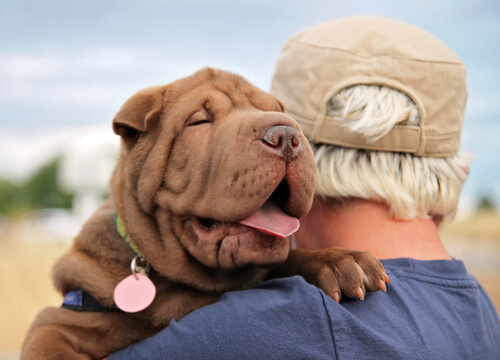 Los perros entienden las emociones humanas