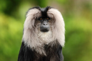 Hábitos del macaco cola de león