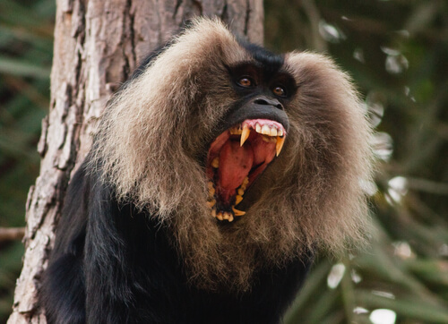 Macaco cola de león: comportamiento