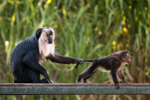 Macaco cola de león: hábitat