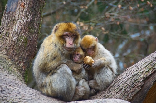 Los macacos evitan el aislamiento. 