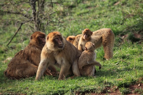 Macaco de Berbería