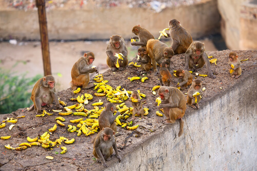 Macaco rhesus: alimentación