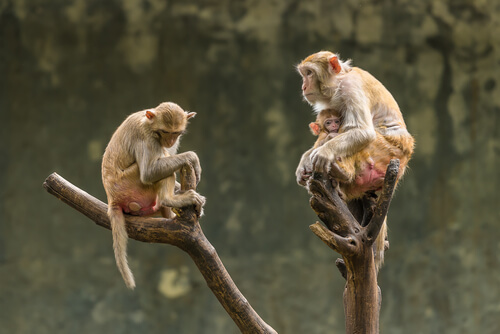 Macaco rhesus: factor Rh