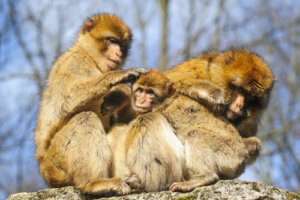 Los macacos machos que cuidan a sus crías