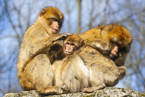 Los macacos machos que cuidan a sus crías