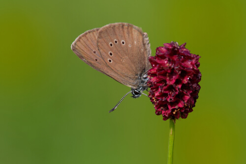 Mariposa hormiguera oscura (Phengaris nausithous)