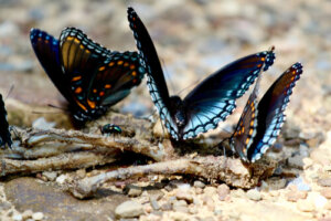 ¿Hay mariposas carnívoras?