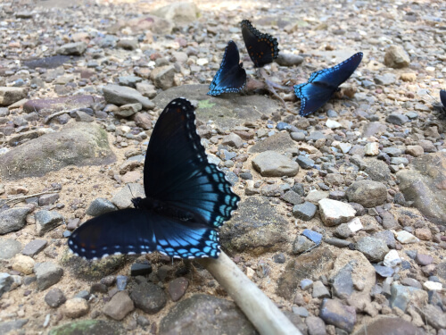 Mariposas comen carne