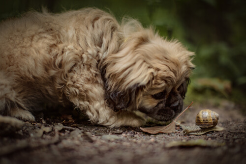 Mi perro se come los caracoles del jardín