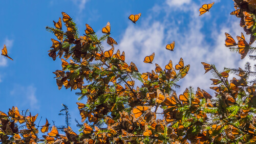 Migración de las mariposas monarcas