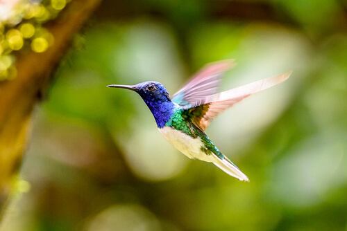 Migración del colibrí