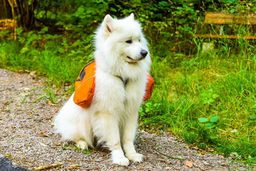 4 tips para elegir la mejor mochila para perros