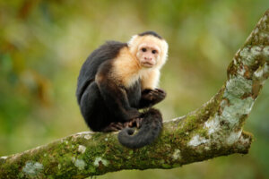 ¿Son éticos los monos de terapia?