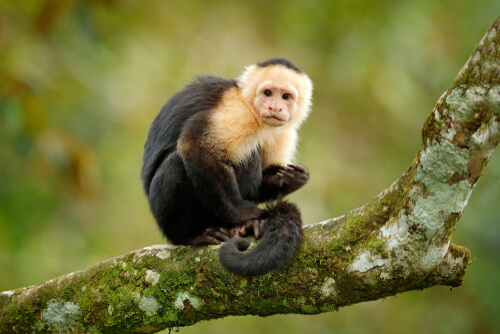 ¿Son éticos los monos de terapia?