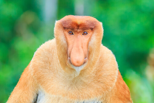 Monos narigudos, todo lo que debes saber
