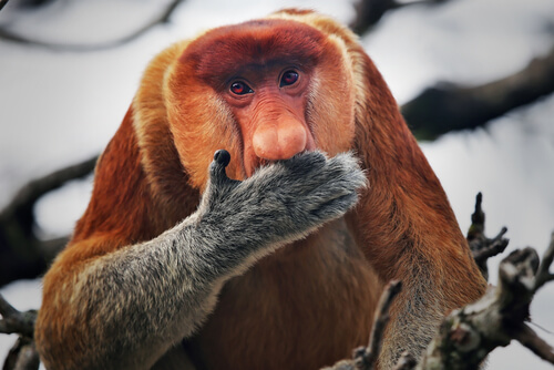 Monos narigudos: reproducción