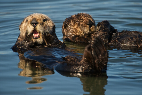 Nutria marina: alimentación