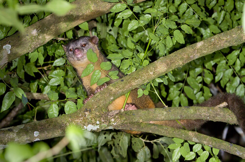 Olinguito, una nueva especie de mamífero