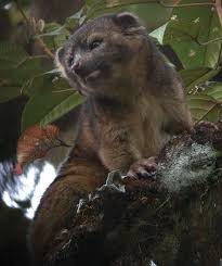 Olinguito: hábitat