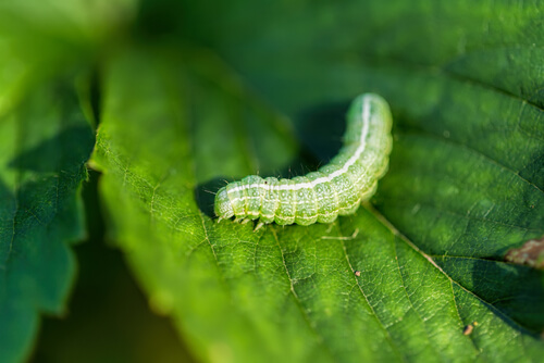 Oruga de la col