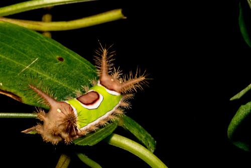 Oruga ensillada (Acharia stimulea)