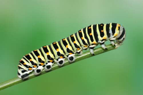 Oruga macaón