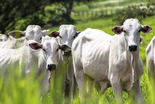Orujo de uva en la alimentación animal