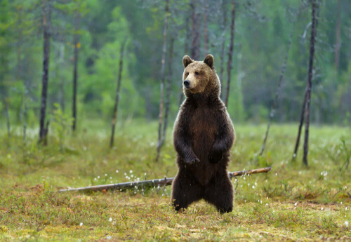 El oso pardo, características y curiosidades