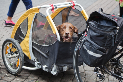 Pasear en bicicleta con perro