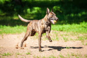 Características del pastor holandés o dutch shepherd